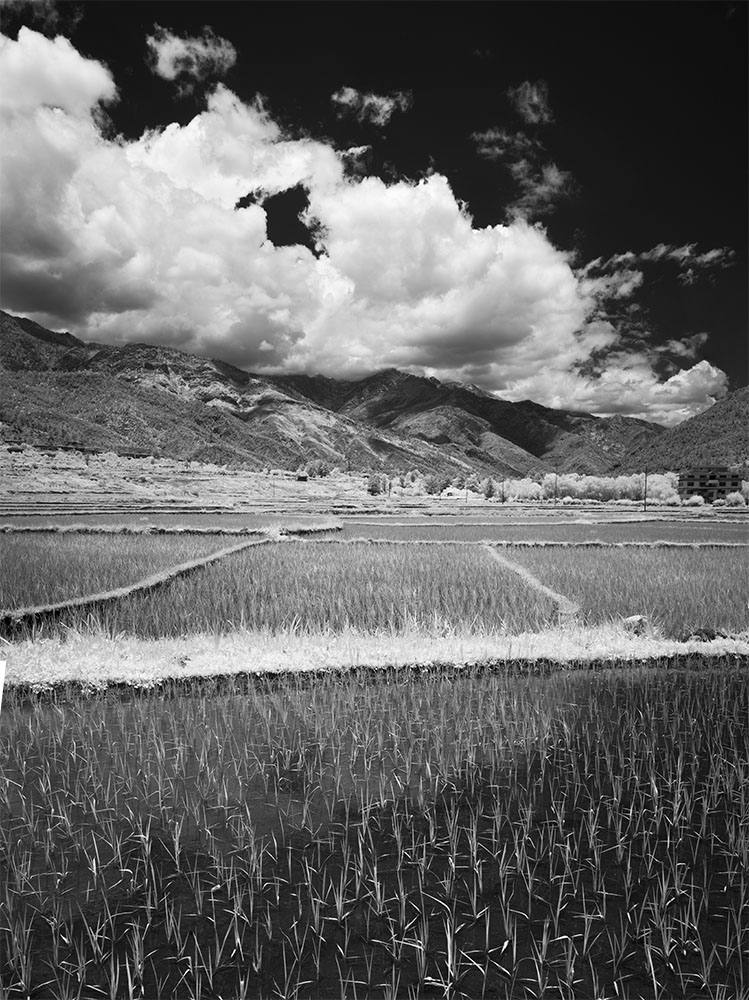 Recently planted rice in Bhutan, vertical infrared panorama.